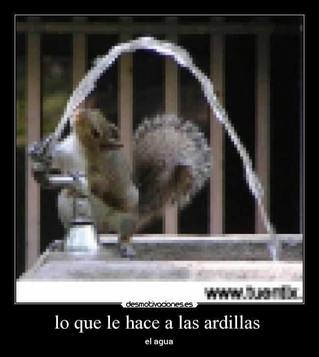 lo que le hace a las ardillas  - el agua 