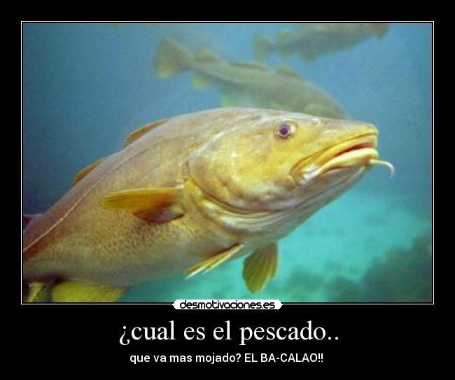 ¿cual es el pescado.. - que va mas mojado? EL BA-CALAO!! 