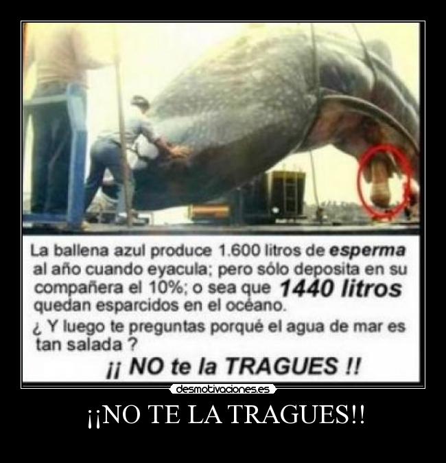 ¡¡NO TE LA TRAGUES!! - 