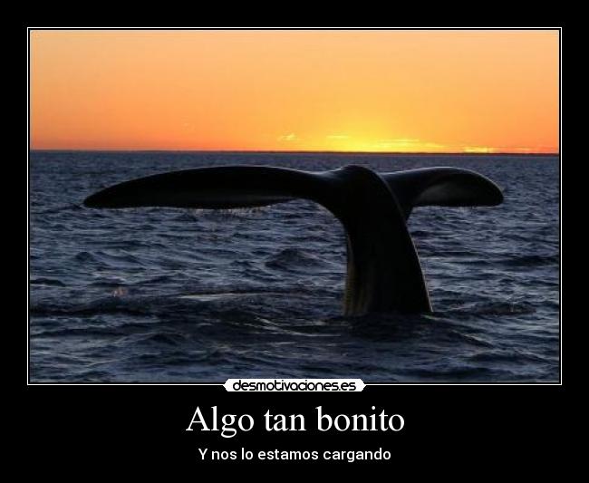 Algo tan bonito - 