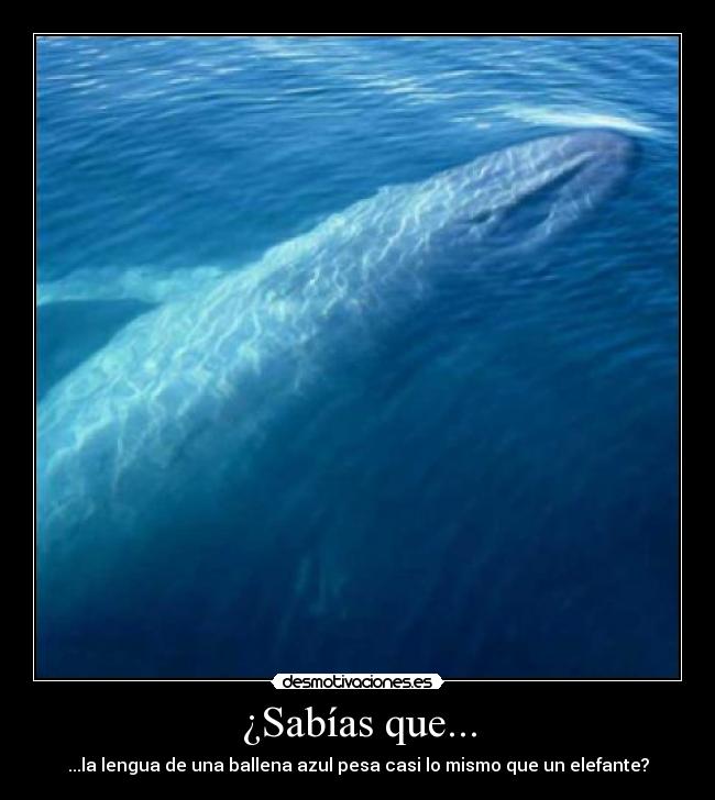 ¿Sabías que... - ...la lengua de una ballena azul pesa casi lo mismo que un elefante?