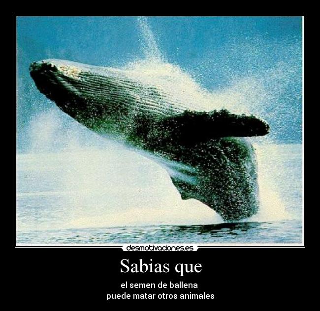 Sabias que - el semen de ballena
puede matar otros animales