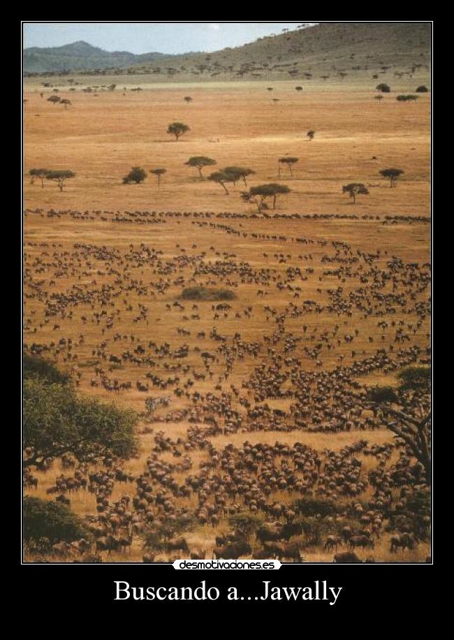 Buscando a...Jawally -