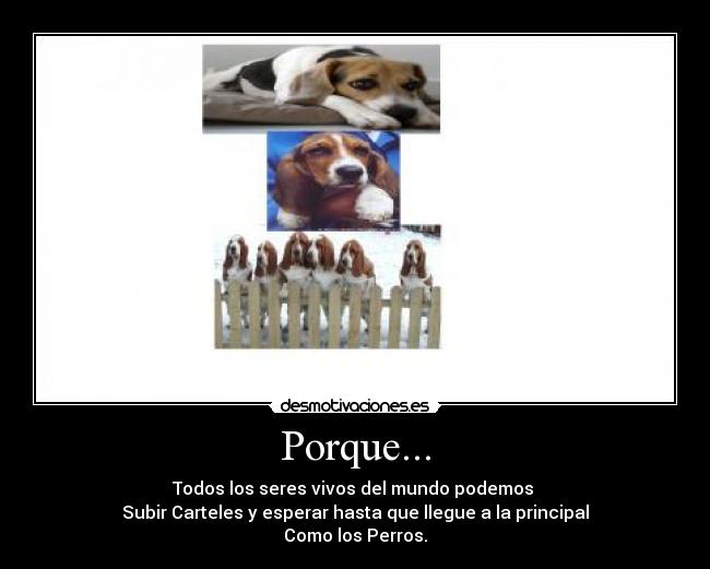 Porque... - Todos los seres vivos del mundo podemos
Subir Carteles y esperar hasta que llegue a la principal
Como los Perros.