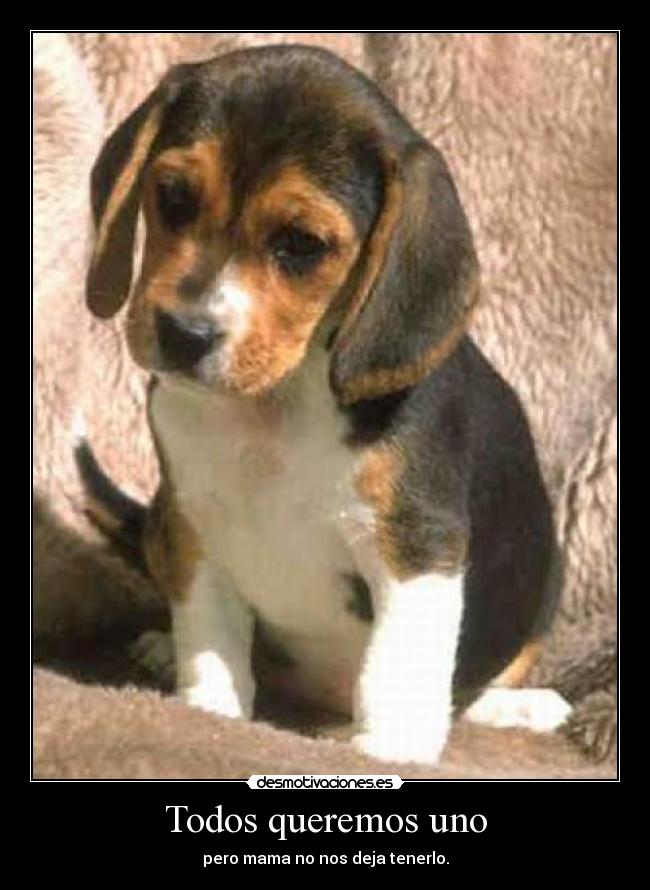 carteles perro desmotivaciones