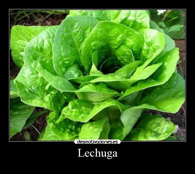 Lechuga -