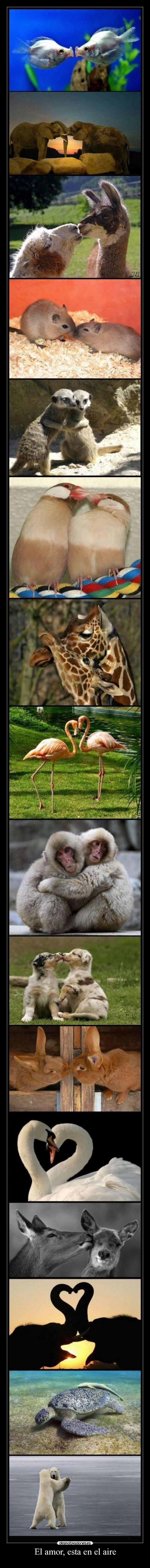 El amor, esta en el aire -