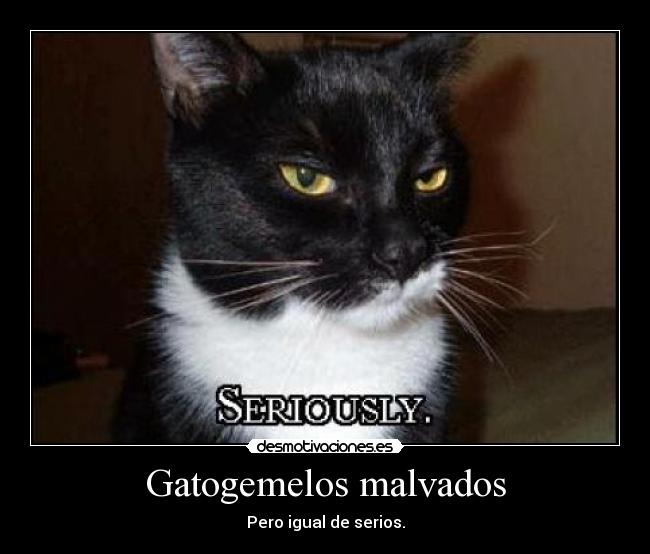 Gatogemelos malvados - Pero igual de serios.