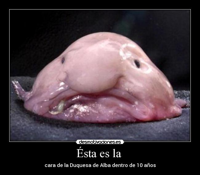 Ésta es la - cara de la Duquesa de Alba dentro de 10 años