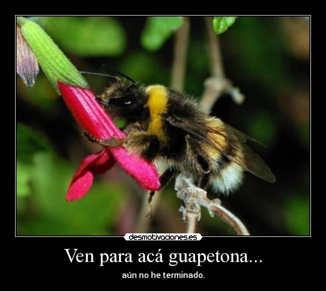 Ven para acá guapetona... - aún no he terminado.