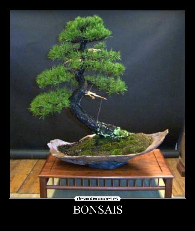 BONSAIS -