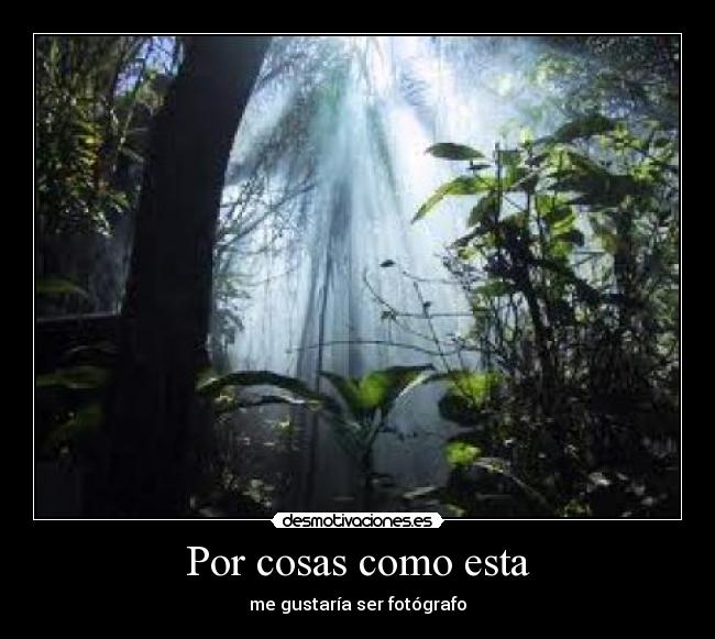 carteles belleza naturaleza foto fotografia bosque selva plantas flora desmotivaciones