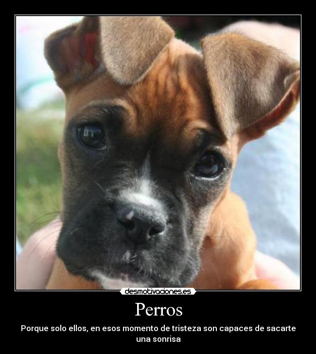 Perros - 