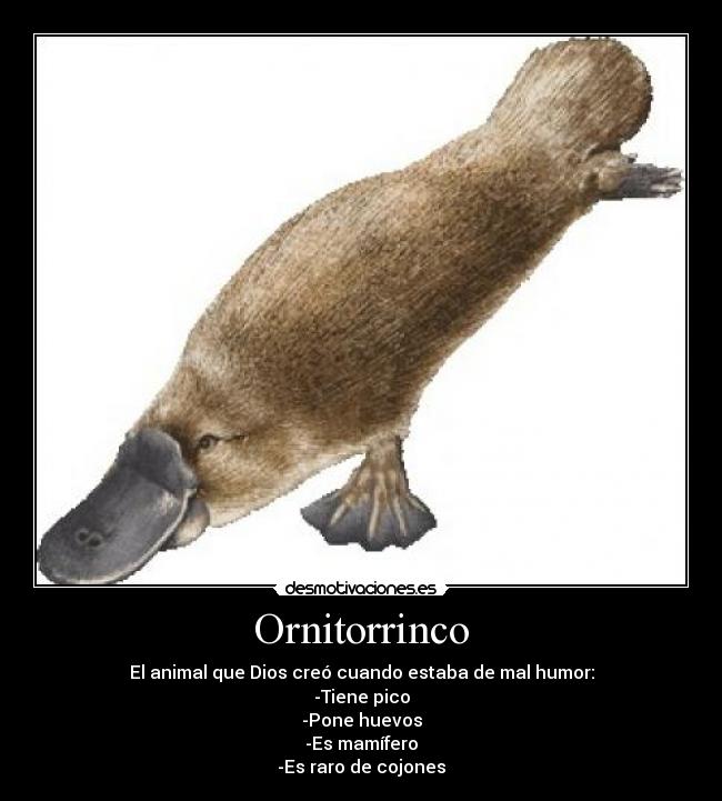 Ornitorrinco - El animal que Dios creó cuando estaba de mal humor:
-Tiene pico
-Pone huevos
-Es mamífero
-Es raro de cojones