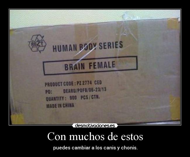 carteles cerebro femenino canis chonis desmotivaciones