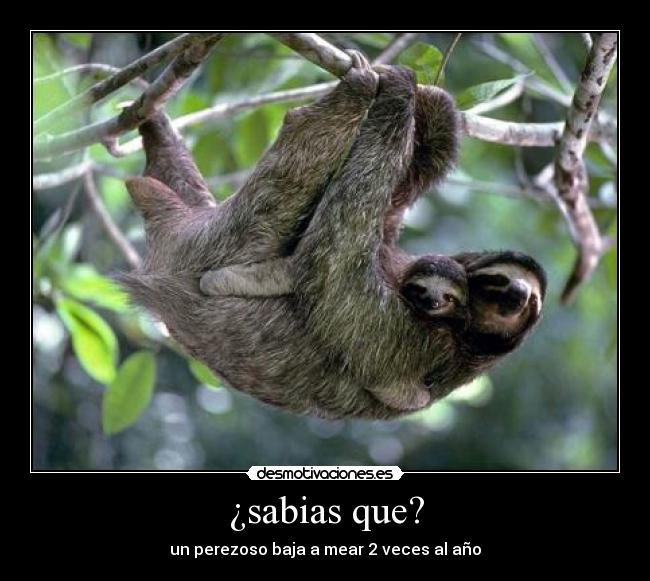 ¿sabias que? - 