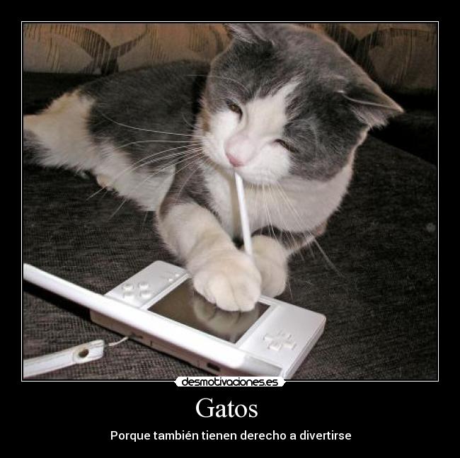 Gatos - Porque también tienen derecho a divertirse