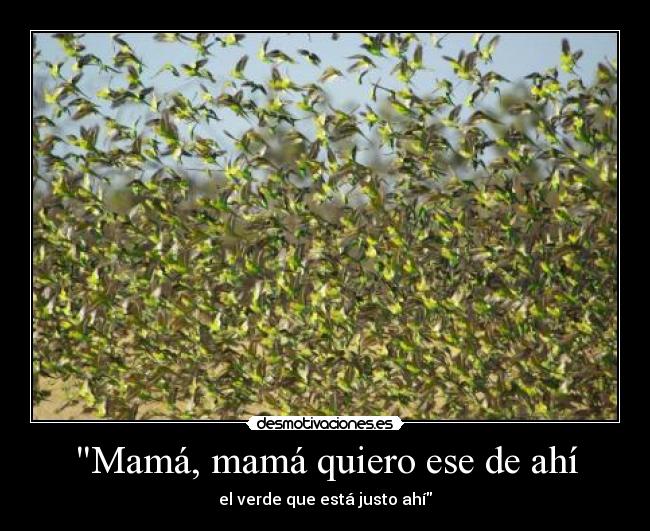 Mamá, mamá quiero ese de ahí - el verde que está justo ahí