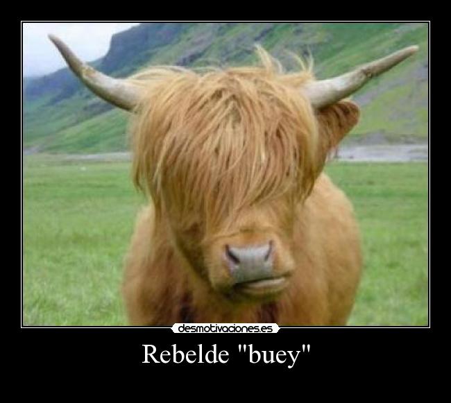 Rebelde buey - 