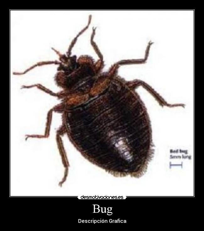 Bug - Descripción Grafica