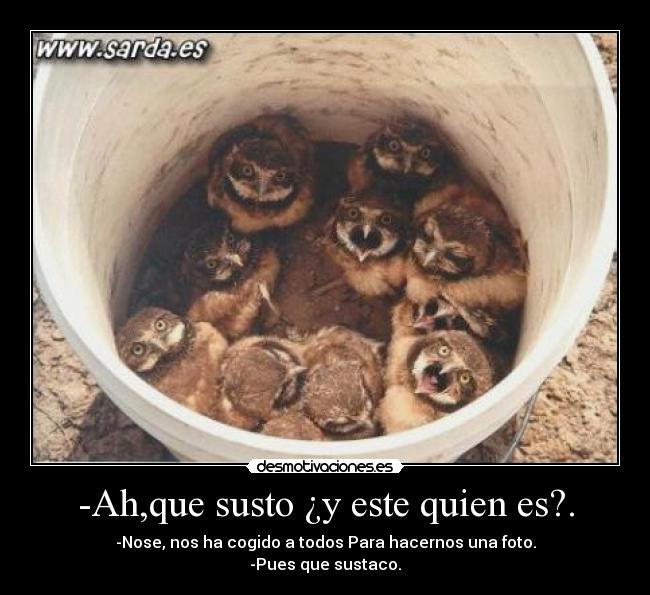 carteles pajaros desmotivaciones