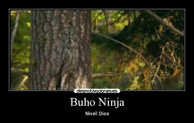 Buho Ninja - Nivel: Dios