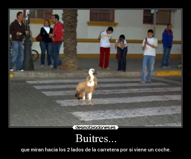 Buitres... - 
