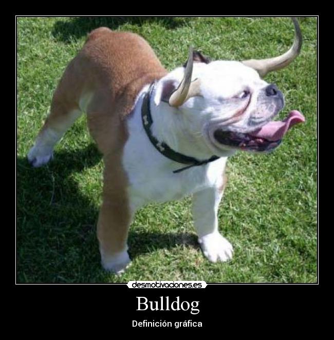 Bulldog - Definición gráfica