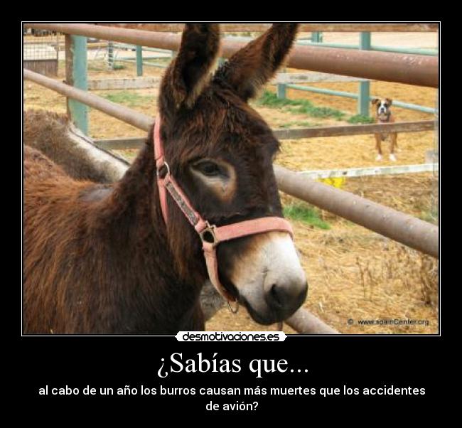 ¿Sabías que... - al cabo de un año los burros causan más muertes que los accidentes de avión?
