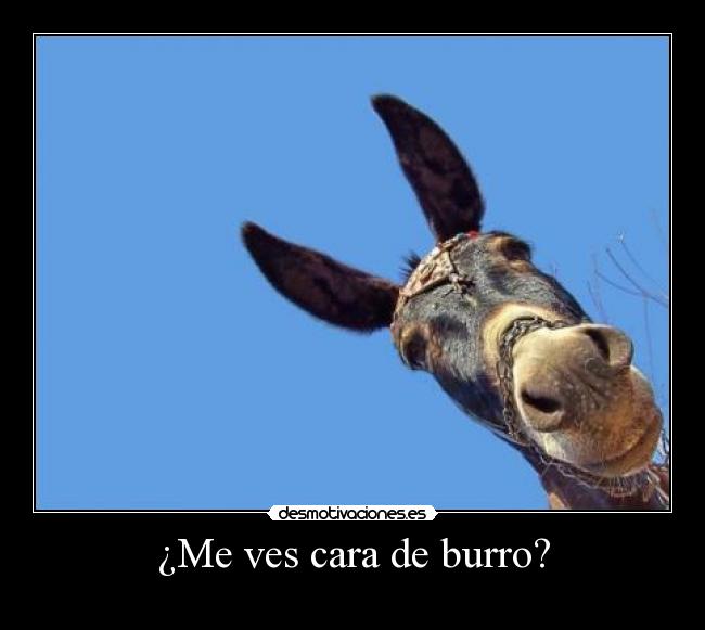 ¿Me ves cara de burro? - 