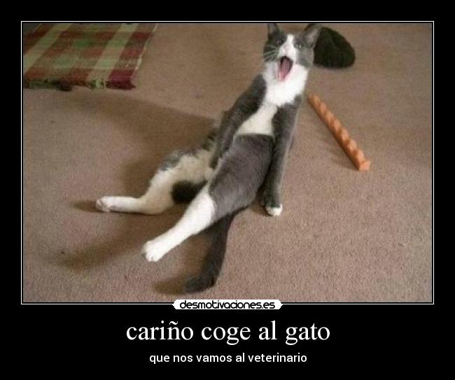 cariño coge al gato -