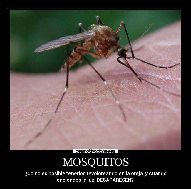 MOSQUITOS -