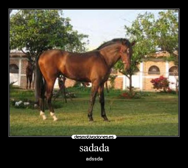 sadada - adssda
