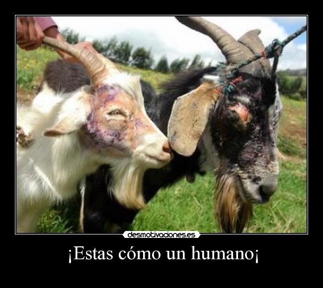 ¡Estas cómo un humano¡ -