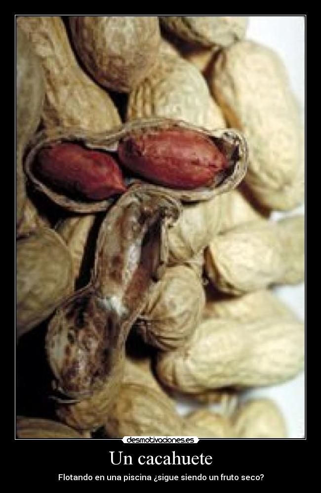 Un cacahuete - Flotando en una piscina ¿sigue siendo un fruto seco?