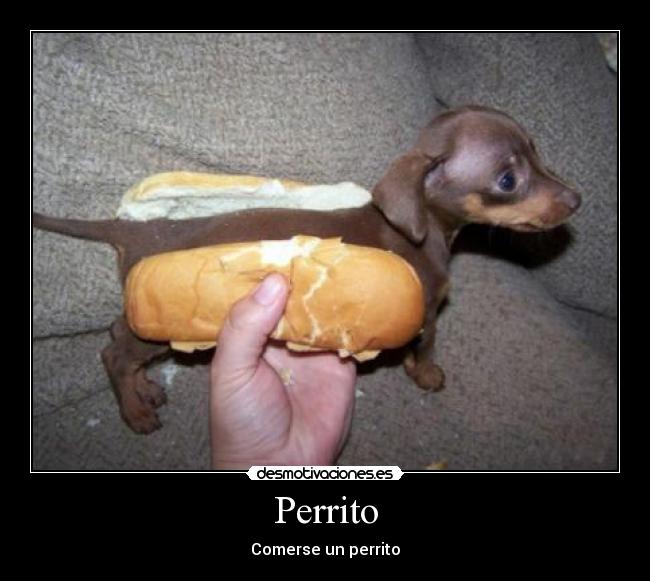 Perrito -