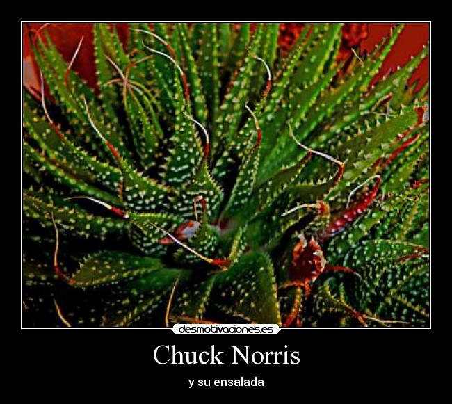 Chuck Norris - y su ensalada