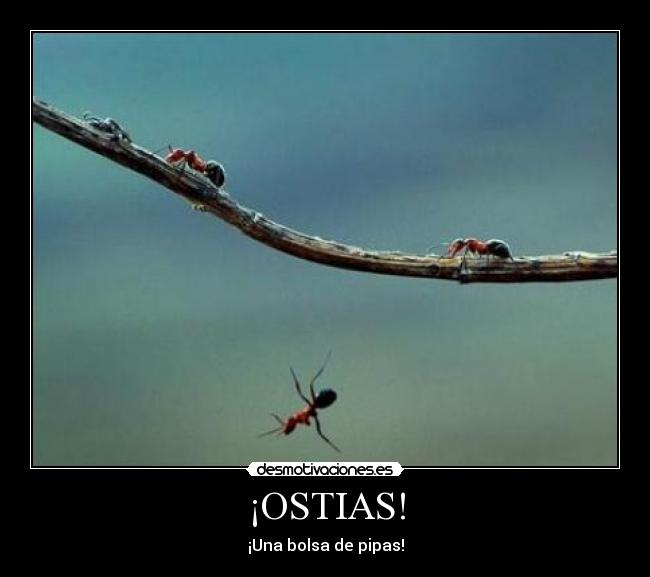 ¡OSTIAS! - ¡Una bolsa de pipas!