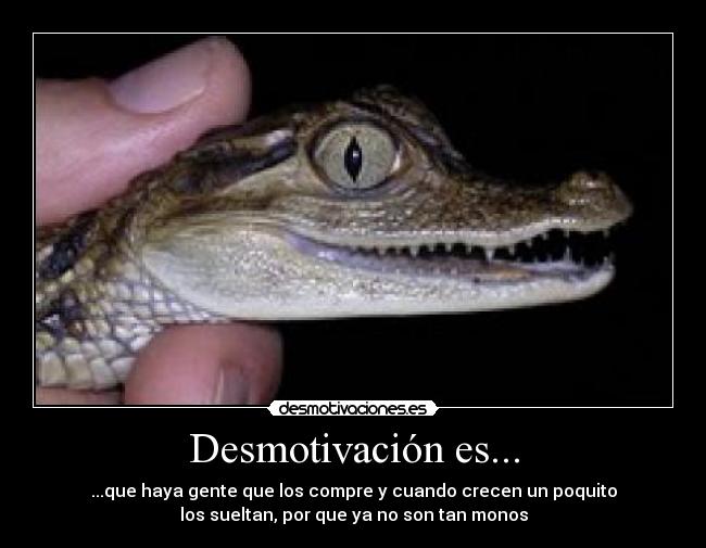Desmotivación es... - ...que haya gente que los compre y cuando crecen un poquito
los sueltan, por que ya no son tan monos