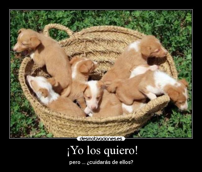 ¡Yo los quiero! - pero ... ¿cuidarás de ellos?