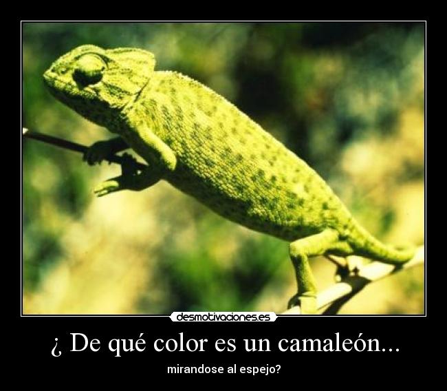 ¿ De qué color es un camaleón... - mirandose al espejo?