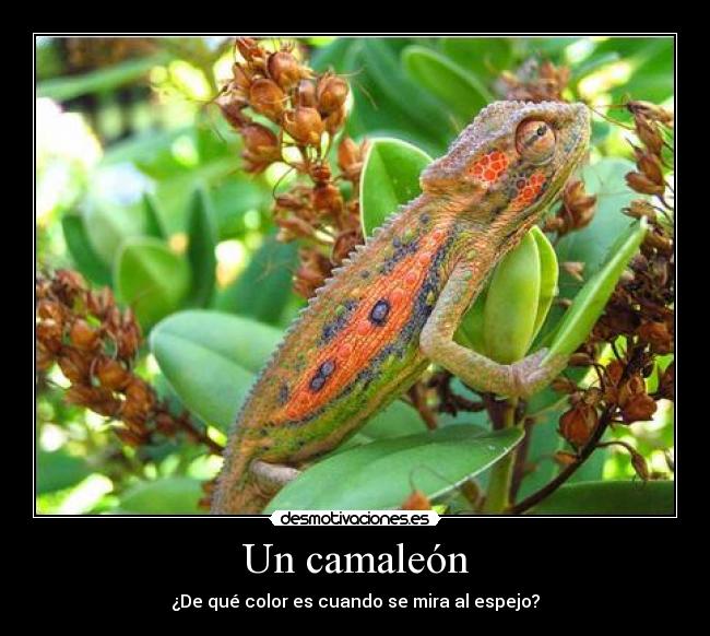 Un camaleón -