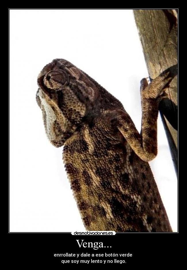 Venga... - 
