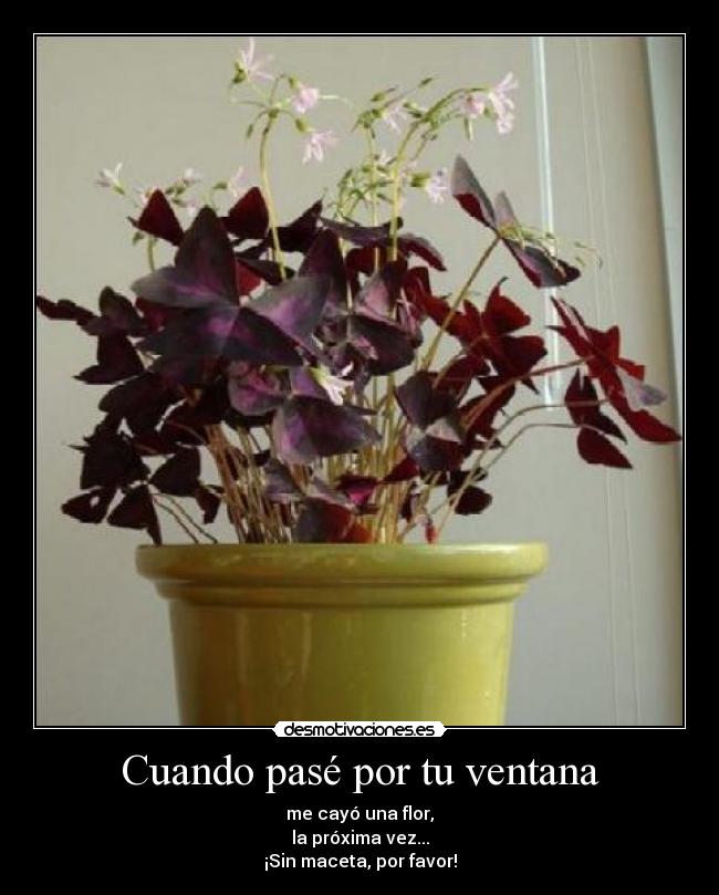 Cuando pasé por tu ventana - me cayó una flor,
la próxima vez...
¡Sin maceta, por favor!