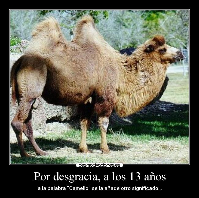 Por desgracia, a los 13 años - a la palabra Camello se la añade otro significado...