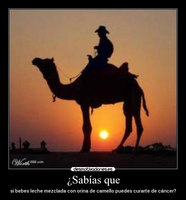 ¿Sabías que - si bebes leche mezclada con orina de camello puedes curarte de cáncer?