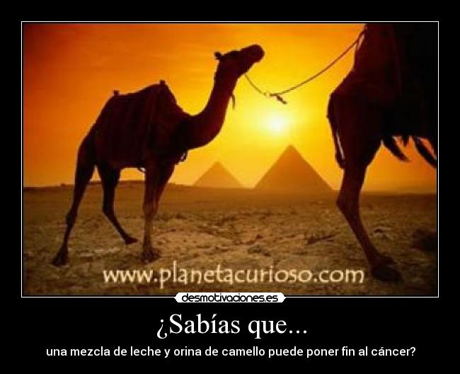 ¿Sabías que... - una mezcla de leche y orina de camello puede poner fin al cáncer?