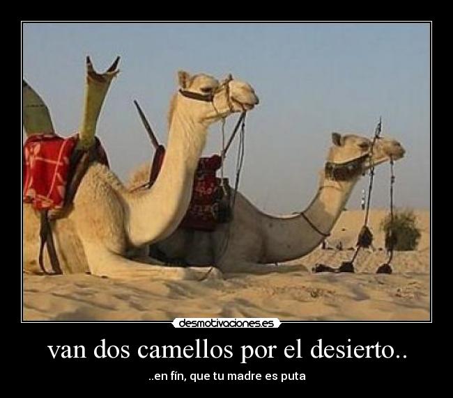 van dos camellos por el desierto.. - 