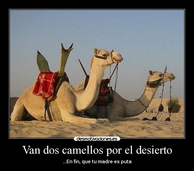 Van dos camellos por el desierto -
