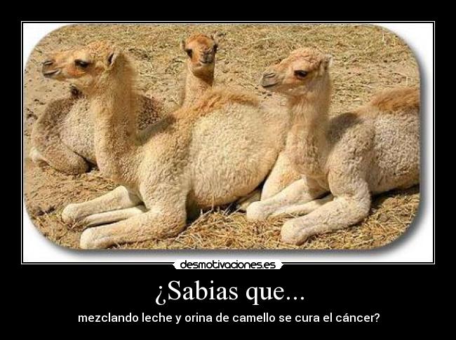 ¿Sabias que... -